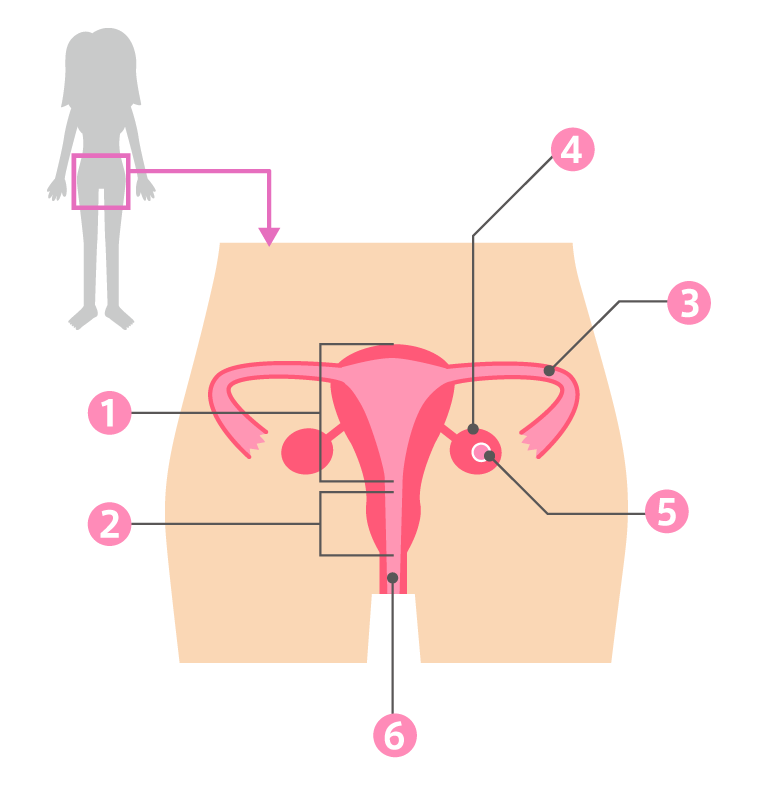 内性器の機能はイメージを使って説明するといいですね