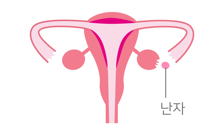 成長した卵子が卵巣から出発