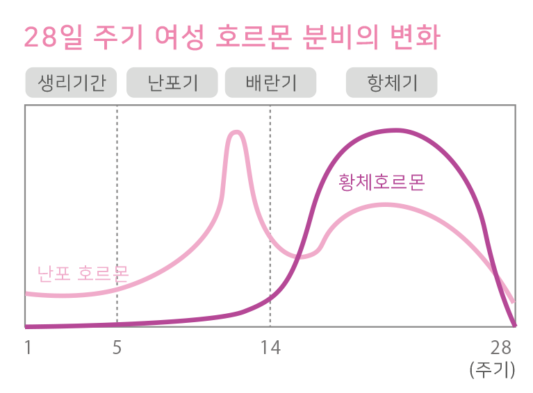 女性のからだは女性ホルモンの働きにより、おおよそ28日周期の中で4つの期間に分けられます。