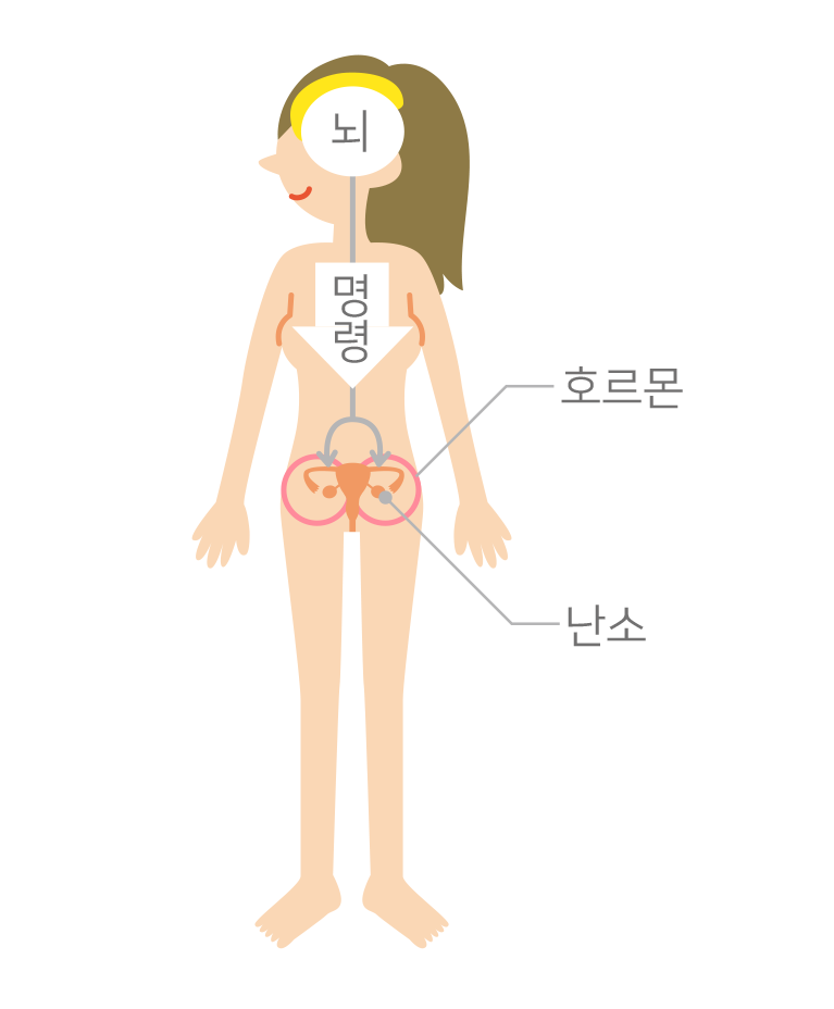 脳から命令を受けて女性ホルモンが出されます