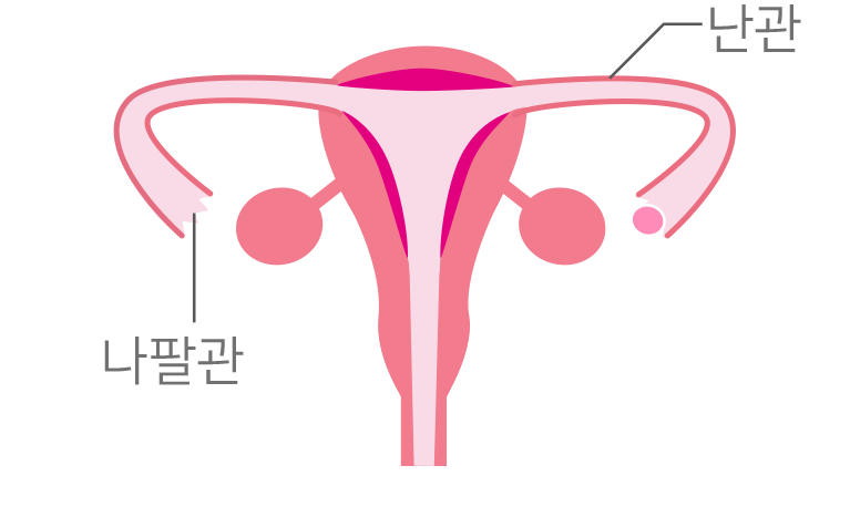 나팔관이 난소를 붙잡아요